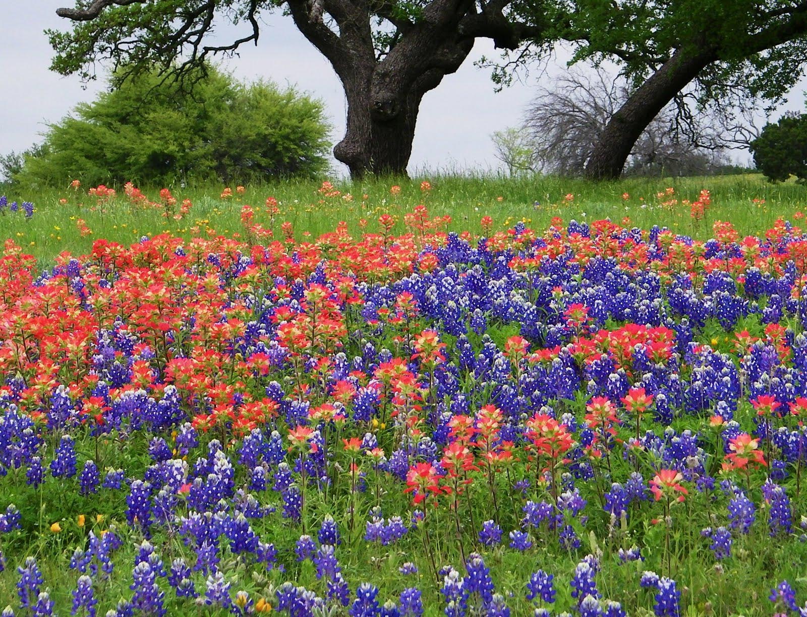 Bluebonnets and Indian Paintbrush Flowers