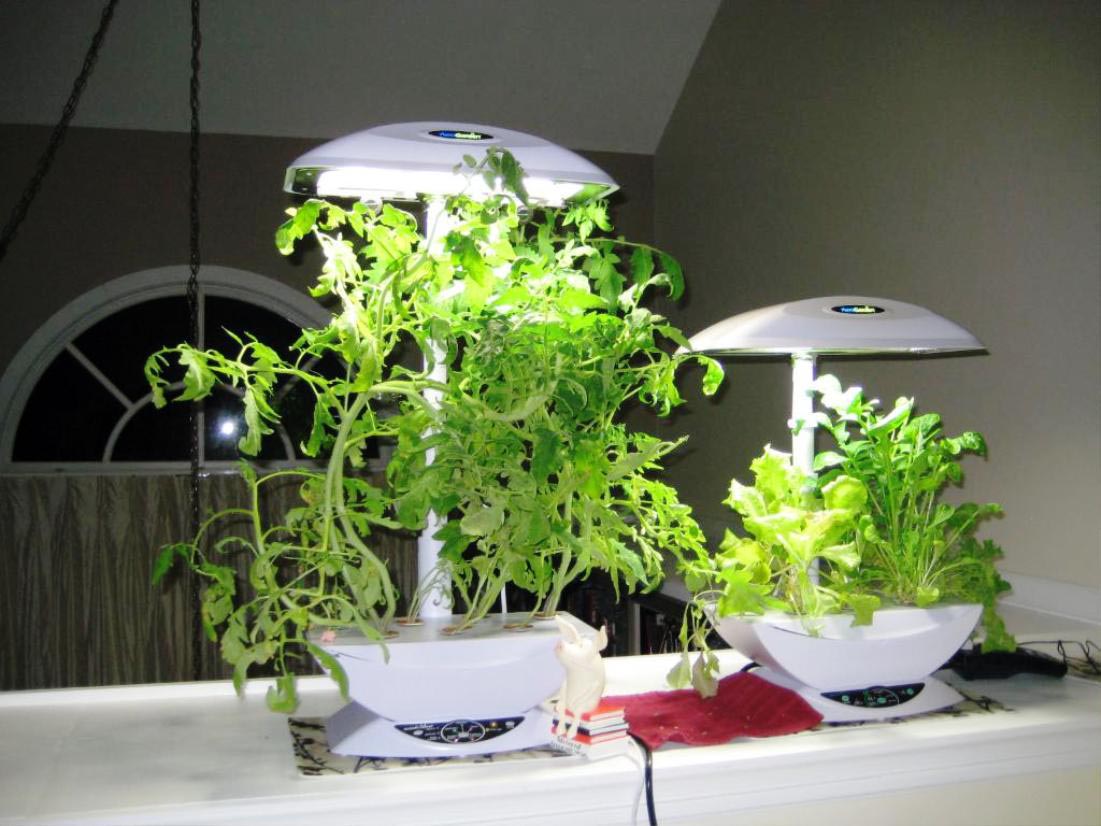 Hydroponic Herb Garden Indoor