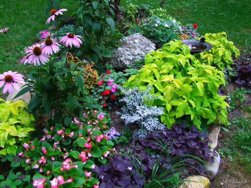 Perennial Flower Garden Plans