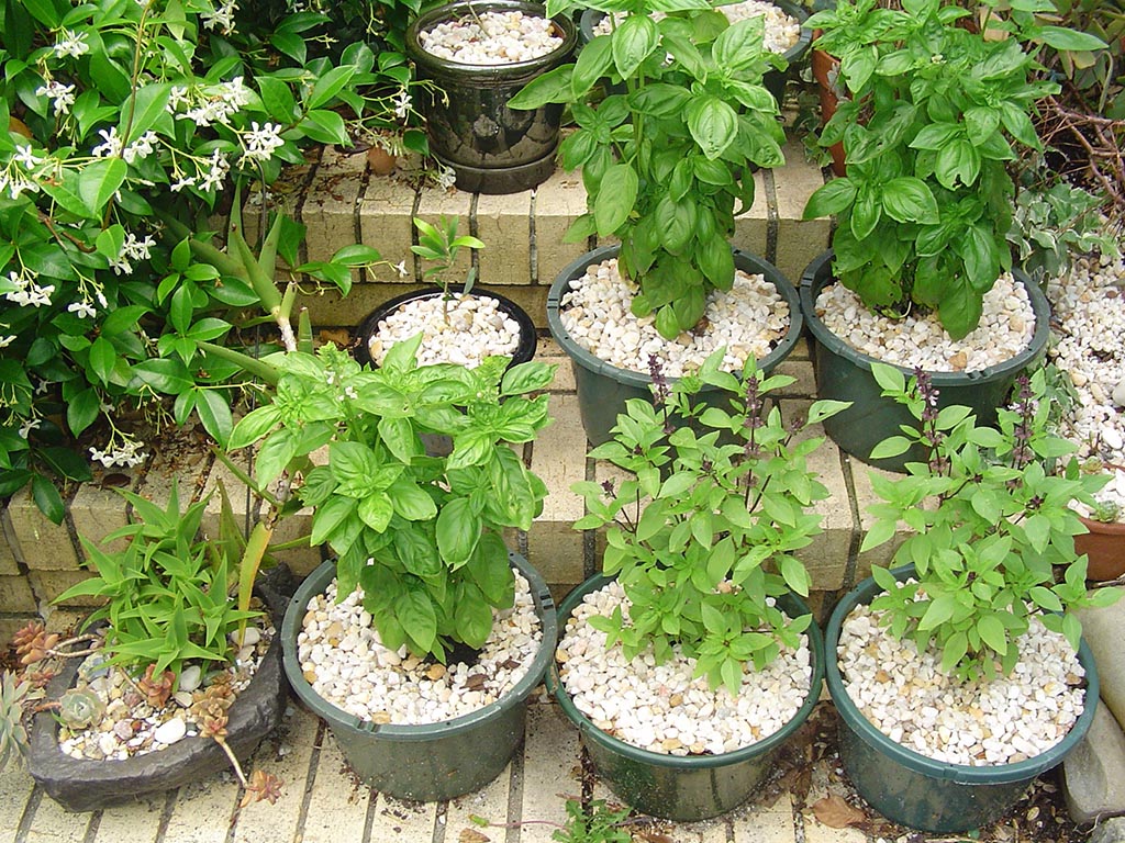 Small Herb Garden in Pots