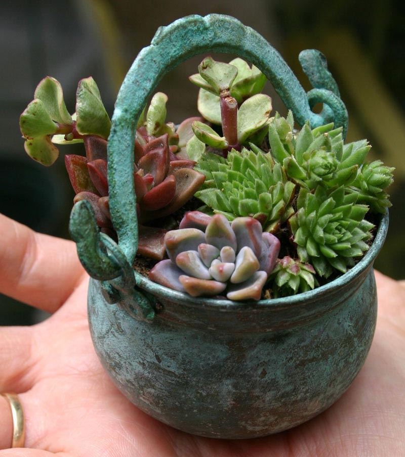 Succulent Container Garden Designs Best Garden Ideas