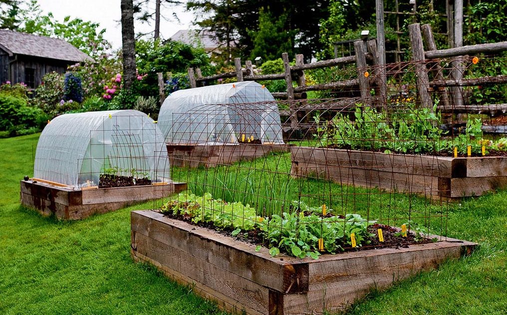 Best Plants for Raised Bed Vegetable Garden