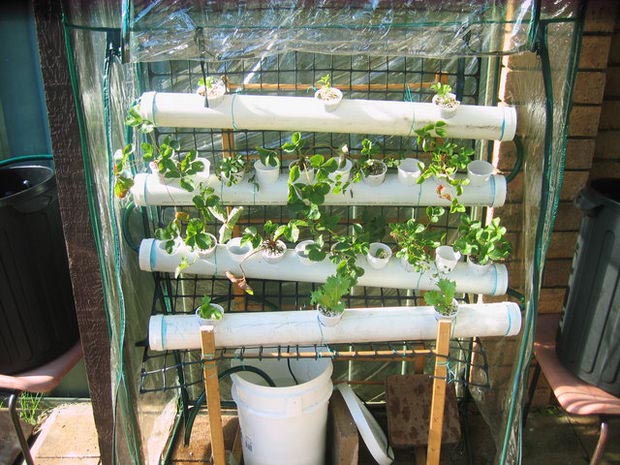 DIY Indoor Hydroponic Vegetable Garden