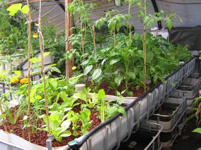 Indoor Winter Vegetable Gardening Ideas