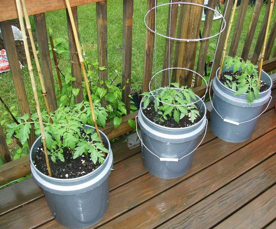 Vegetable Container Gardening Tips