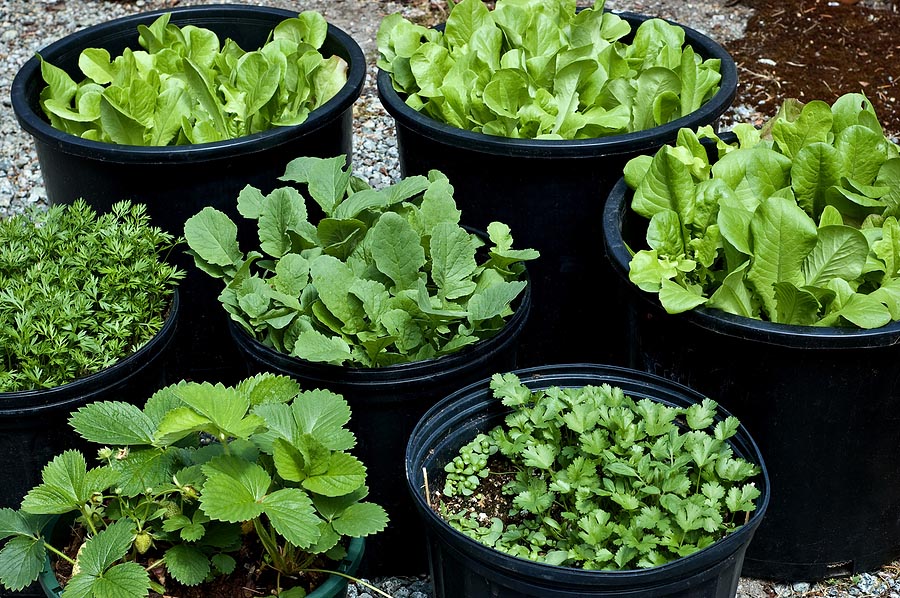 Vegetable Gardening in Containers for Beginners