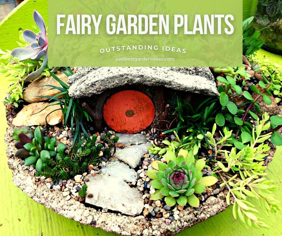 Tiny Plants for Fairy Garden