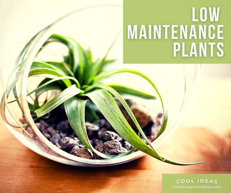 Everybody Happy with Low Maintenance Plants
