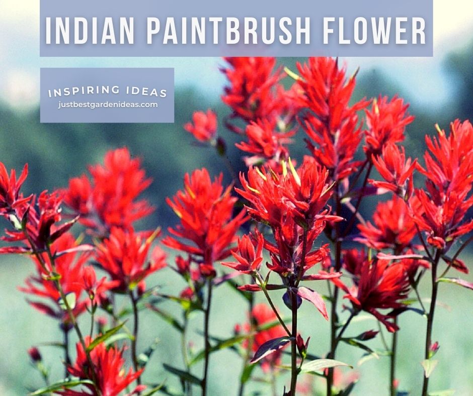 Indian Paintbrush Flower Information