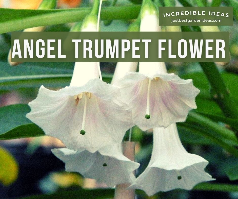 Colored Angel Trumpet Flower