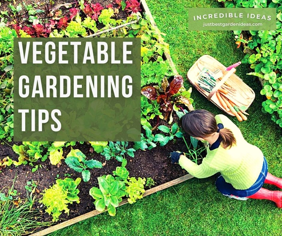 Home Vegetable Gardening Tips