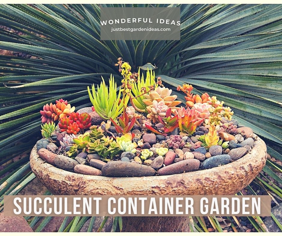Succulent Container Garden Designs