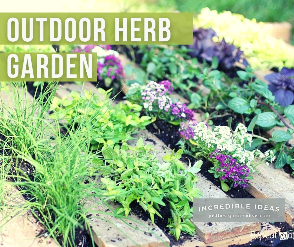 Growing a Herb Garden Outdoors